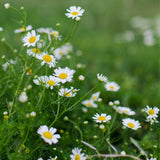 White flowers with yellow centers in a field