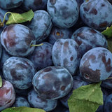 Close-up of plums with green leaves