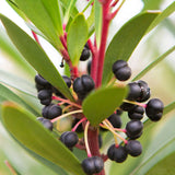 Close-up of dark berries with green leaves on a blurred natural background