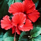 Close-up of a bright red flower with green leaves in the background