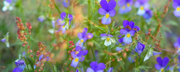 wild pansies