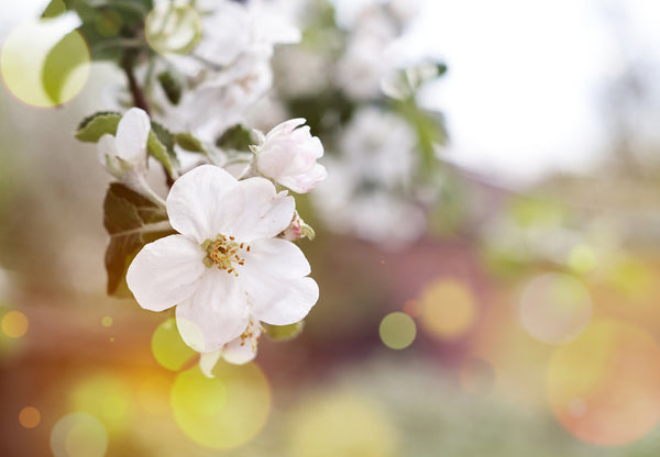 Neroli Cleansing Oil