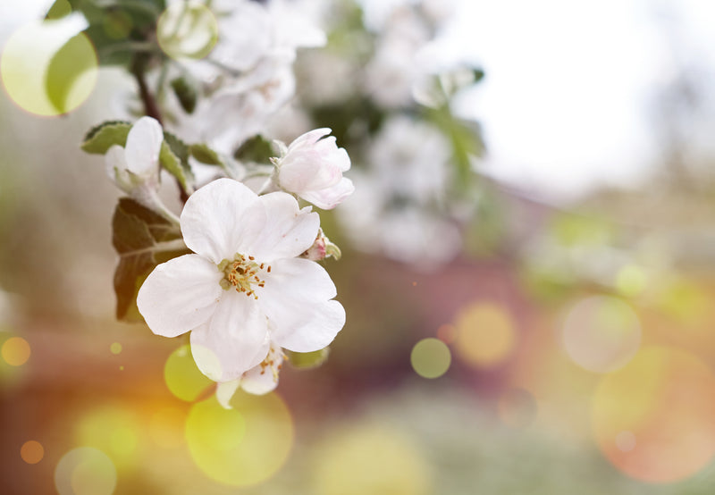 Neroli Cleansing Oil