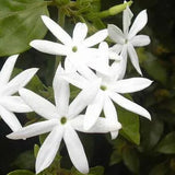 Close-up of white flowers with green leaves in the background