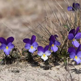 Purple and white flowers growing in a natural setting with blurred background